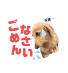 ダックスフント ミニチュア ペット 家族（個別スタンプ：10）