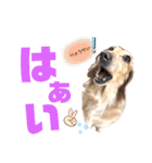 ダックスフント ミニチュア ペット 家族（個別スタンプ：11）