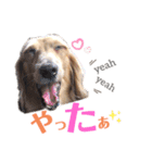 ダックスフント ミニチュア ペット 家族（個別スタンプ：15）
