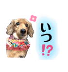 ダックスフント ミニチュア ペット 家族（個別スタンプ：23）