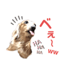 ダックスフント ミニチュア ペット 家族（個別スタンプ：24）