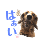 ダックスフント ミニチュア ペット 家族（個別スタンプ：26）