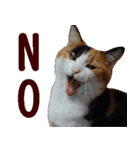 我が家の猫三昧（個別スタンプ：2）