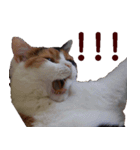 我が家の猫三昧（個別スタンプ：5）