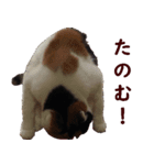 我が家の猫三昧（個別スタンプ：6）