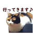 我が家の猫三昧（個別スタンプ：8）