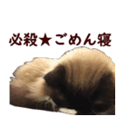 我が家の猫三昧（個別スタンプ：9）