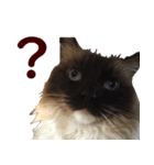 我が家の猫三昧（個別スタンプ：11）