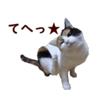我が家の猫三昧（個別スタンプ：12）