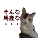 我が家の猫三昧（個別スタンプ：13）