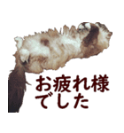 我が家の猫三昧（個別スタンプ：14）