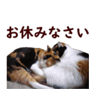 我が家の猫三昧（個別スタンプ：15）