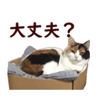 我が家の猫三昧（個別スタンプ：16）