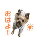 蓮のスタンプ(日常で使える)（個別スタンプ：1）