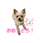蓮のスタンプ(日常で使える)（個別スタンプ：11）
