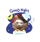 三毛猫あめちゃん（個別スタンプ：2）