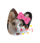 三毛猫あめちゃん（個別スタンプ：3）