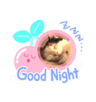 三毛猫あめちゃん（個別スタンプ：5）