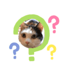 三毛猫あめちゃん（個別スタンプ：7）