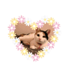 三毛猫あめちゃん（個別スタンプ：15）