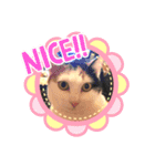 三毛猫あめちゃん（個別スタンプ：16）