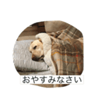 ラブラブラブラドール！！（個別スタンプ：37）