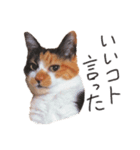 あいづちノンさん（個別スタンプ：3）
