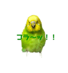 セキセイインコのぽよちゃん（個別スタンプ：20）