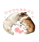 我が家の家族(犬編)（個別スタンプ：1）