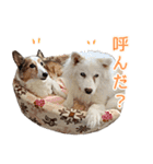 我が家の家族(犬編)（個別スタンプ：2）