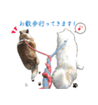 我が家の家族(犬編)（個別スタンプ：3）
