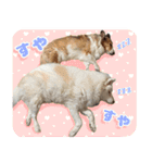 我が家の家族(犬編)（個別スタンプ：4）