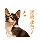 我が家の家族(犬編)（個別スタンプ：5）