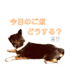 我が家の家族(犬編)（個別スタンプ：6）