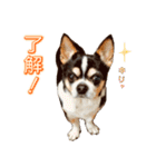 我が家の家族(犬編)（個別スタンプ：7）