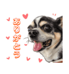 我が家の家族(犬編)（個別スタンプ：8）