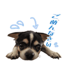 我が家の家族(犬編)（個別スタンプ：9）