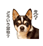 我が家の家族(犬編)（個別スタンプ：10）