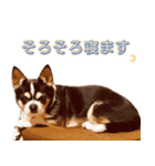 我が家の家族(犬編)（個別スタンプ：11）