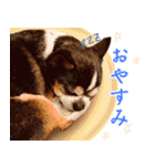 我が家の家族(犬編)（個別スタンプ：12）