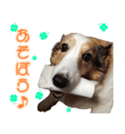 我が家の家族(犬編)（個別スタンプ：13）