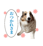我が家の家族(犬編)（個別スタンプ：14）