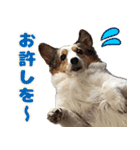 我が家の家族(犬編)（個別スタンプ：15）