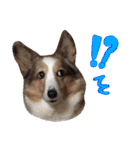 我が家の家族(犬編)（個別スタンプ：16）