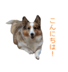 我が家の家族(犬編)（個別スタンプ：17）