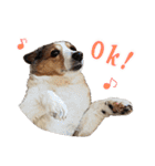 我が家の家族(犬編)（個別スタンプ：18）