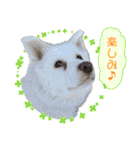 我が家の家族(犬編)（個別スタンプ：19）