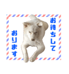 我が家の家族(犬編)（個別スタンプ：20）