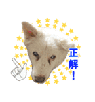 我が家の家族(犬編)（個別スタンプ：21）