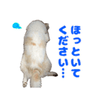 我が家の家族(犬編)（個別スタンプ：23）